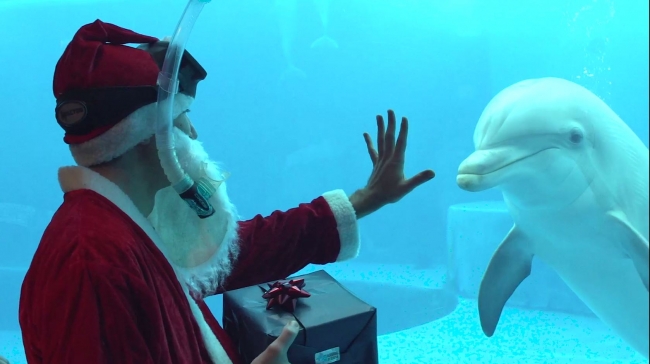 Babbo Natale con un delfino 