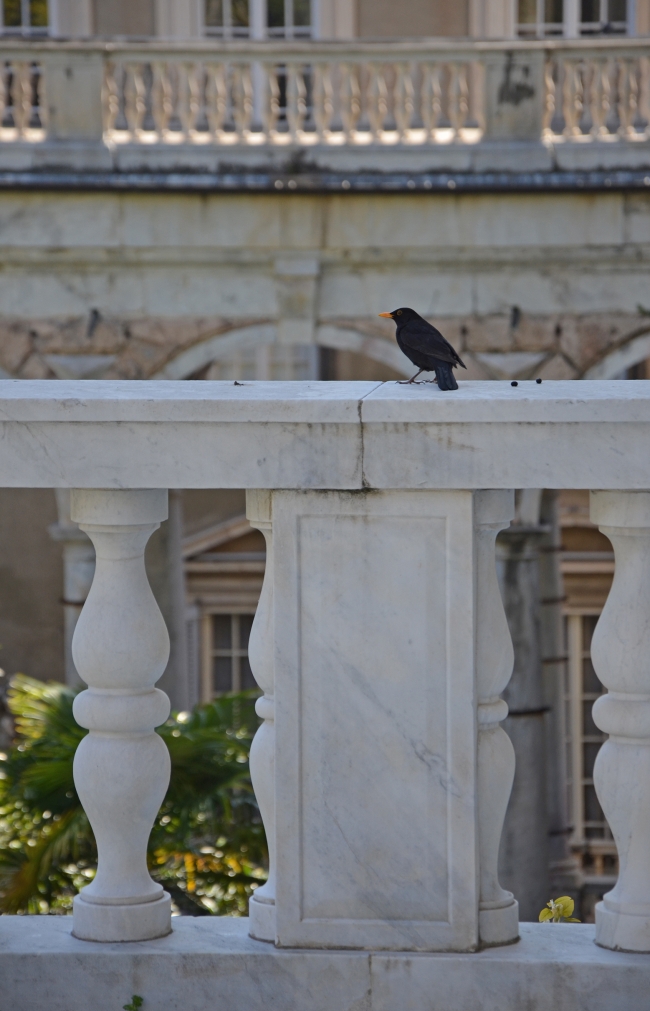 uccello nero su ringhiera di palazzo Tursi