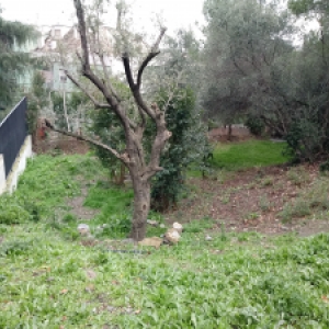 Area verde villa Gambaro